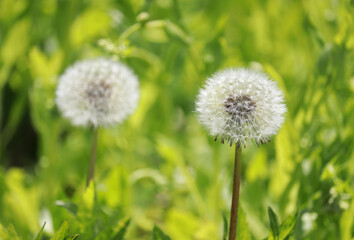 A close-up shot of dandelion puffs.
