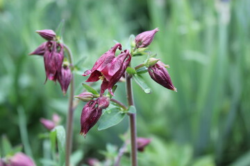 Close-up of a purple Aquilegia flower in bloom, with soft green background. Also known as...