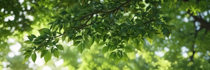 Obraz premium Blurred green leaves, soft focus, dappled light, trees, natural, woodland