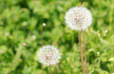 Fototapeta premium A close-up shot of dandelion puffs. 