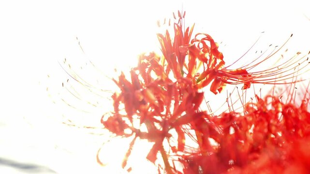 逆光の中のヒガンバナ 5倍スローモーション