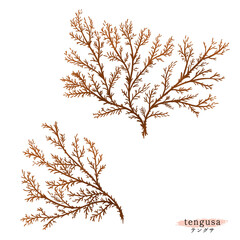 テングサの水彩イラスト