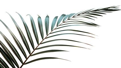 Fototapeta premium Minimalist close up of a palm leaf with a contemporary aesthetic on black background
