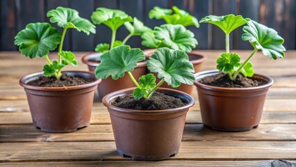 Seedlings of Pelargonium zonal in plastic pots, seedling pot, gardening plants