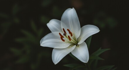 flower plant petals ecology global warming issue