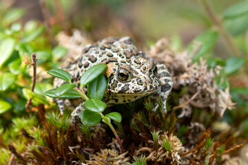 Cute black Canadian toad (or Dakota toad) is sitting on a mossy forest floor in wetlands among branches with leaves in summer.