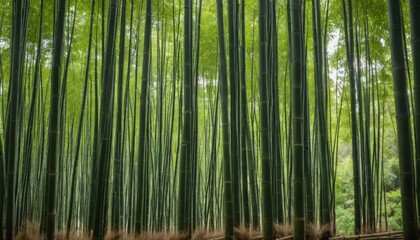 Serene Bamboo Forest: A Tranquil Escape in Lush Green