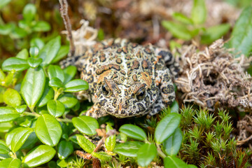 Cute black Canadian toad (or Dakota toad) is sitting on a mossy forest floor in wetlands among branches with leaves in summer.