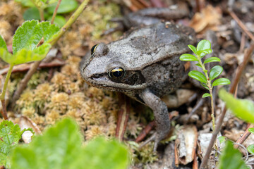 Cute black boreal chorus frog is sitting on a mossy forest floor in wetlands among branches with leaves in summer.