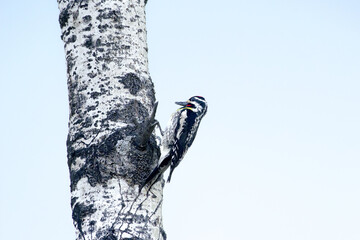 Female Yellow-bellied Sapsucker woodpecker is looking for bugs on the poplar tree trunk in summer.