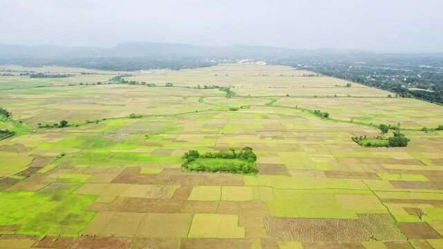 Beautiful Bangladeshi Paddy field at Gumail Beel,kaptai Bangladesh. Rice is the main food of Bangladeshi people.