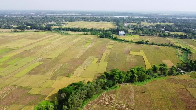 Beautiful Bangladeshi Paddy field at Gumail Beel,kaptai Bangladesh. Rice is the main food of Bangladeshi people.