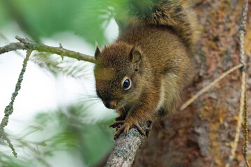 Cute little baby of American red squirrel is sitting on a spruce branch in summer park.