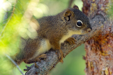 Cute little baby of American red squirrel is sitting on a spruce branch in summer park.