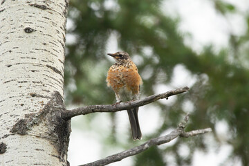 Cute songbird American robin, juvenile with new feathers and fluff, perched on a poplar tree twig in summer woods.