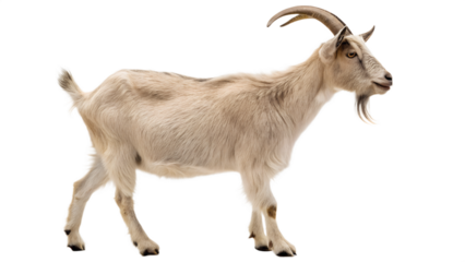 Light-Colored Goat with Curved Horns Standing Isolated on Transparent