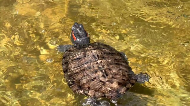 A painted turtle swims freely in a calm pond its shell glistening under sunlight as vibrant autumn leaves surround the tranquil water creating a serene natural habitat