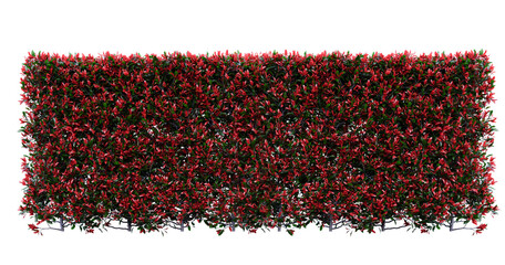 Photinia Little Red Robin Plants Isolated On Transportation Background.