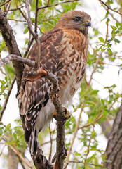 Red-shouldered hawk perched in a tree, Quebec, Canada