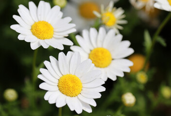 Spring flowers in the fields.
