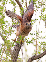 Red-shouldered flying in the forest, Quebec, Canada