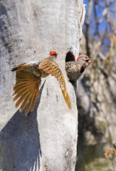 Northern flicker family close to their nest in the forest