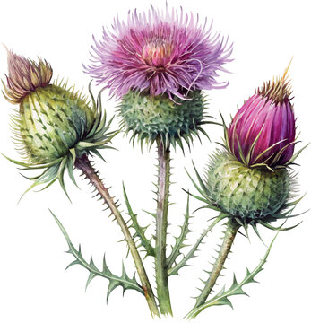 Thistle flower hand drawn colorful botanical vector watercolor illustration
