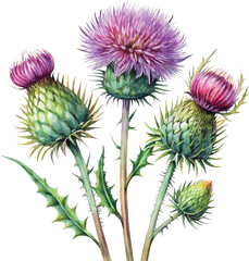 Thistle flower blossom hand drawn colorful classic watercolor botanical vector illustration