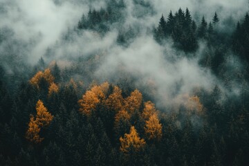 Fototapeta premium Misty mountain forest, showcasing autumnal colors.