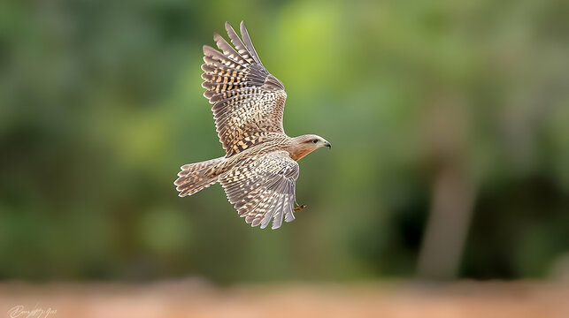 Spotted Hawk In Flight Against Blurred Forest Background - Powered by Adobe