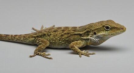 Naklejka premium Small Brown Lizard Isolated on Plain Background