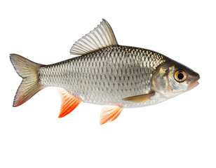 Fototapeta premium Freshwater fish floating PNG