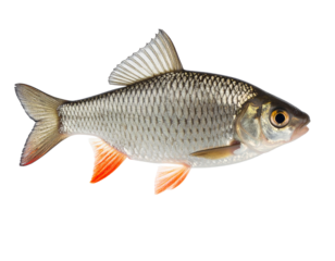 Freshwater fish floating PNG