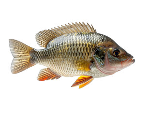 Naklejka premium floating freshwater tilapia, PNG