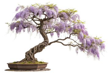 Fototapeta premium Elegant Wisteria Bonsai Tree with Cascading Purple Flowers