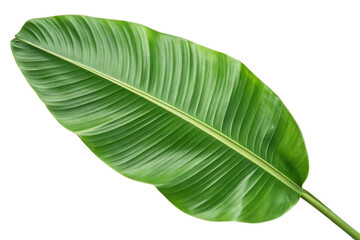 Obraz premium Large Green Leaf of Tropical Plant Isolated on White Background