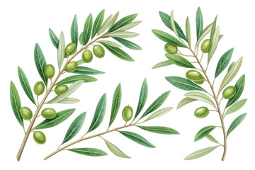 Fototapeta premium Detailed Hand-Drawn Illustration of Olive Branches with Green Olives