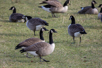 Canada Goose (Branta canadensis)