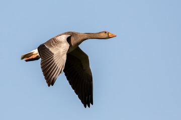 Graylag Goose (Anser anser)