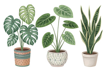Fototapeta premium Lush Green Indoor Plants in Decorative Pots Illustrating Nature's Beauty