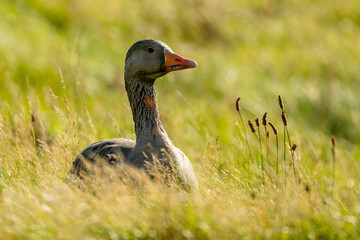 Graylag Goose (Anser anser)