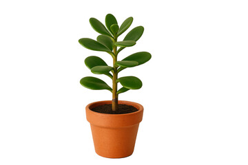 Obraz premium Jade Plant in Terracotta Pot Isolated on Transparent Background
