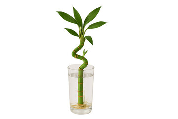 Lucky Bamboo Plant in Glass of Water Isolated on Transparent Background