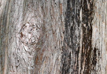 Obraz premium A close-up of rough wood texture. 