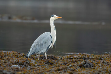 Grey Heron (Ardea cinerea)