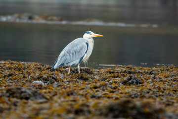 Grey Heron (Ardea cinerea)