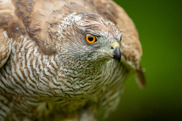 Gosshawk (cipiter gentilis)