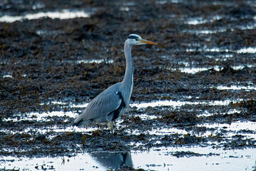 Grey Heron (Ardea cinerea)