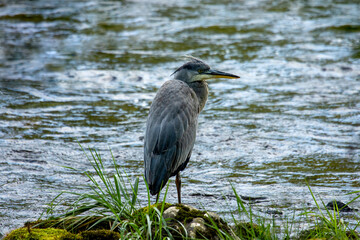 Grey Heron (Ardea cinerea)