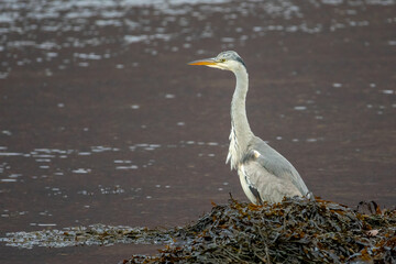 Grey Heron (Ardea cinerea)